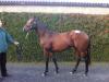 Lote 501, Alhaarth y Antigone (Cape Cross)